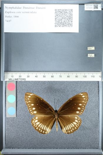Media type: image;   Entomology 159236